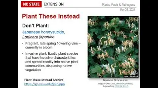 PPP May 2021 | Grasses and Sedges: The New Workhorses of the Garden