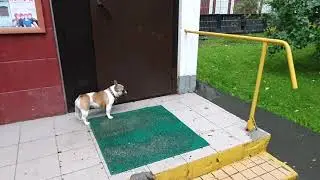 Французский бульдог Варя не хочет гулять