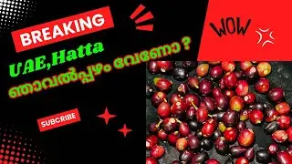 Hattayil njaaval pazhamoo / മരുഭൂമിയിലെ ഞാവൽ പഴതോട്ടം / Traveling Vlog !!