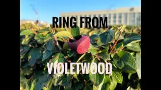 Creating a Wooden Ring Using Purple Heart Wood. Полныий процесс изготовления кольца из АМАРАНТА
