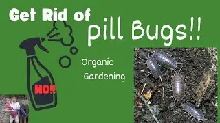 Get Rid of Pill Bugs / Roly - Polies in Your Garden Organic Gardening #diy #how #garden