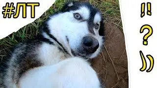 [#ЛТ]: Маламут ждет когда петух высунет голову )))