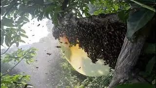 Amazing HONEY bag || Wild Honey Harvest Satisfying #Wildbee #Honeycomb #Beehive #Delicious #hornet