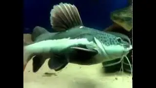 краснохвостий сом  фрактоцефалус