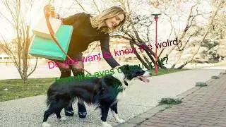 Pet camera