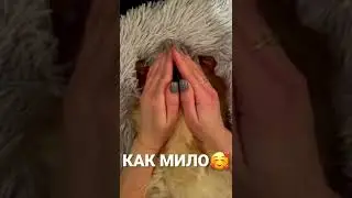 Милые Собачки :) 