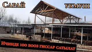 САРАЙДЫ келтире салыптыр 😱 100 баш бооз гиссар КОЙЛОР САТЫЛАТ КУРШАБТА