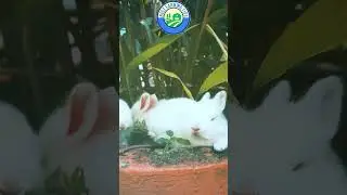 🐇Farming Facts: Why rabbits eat their poop #farming #rabbit #shorts