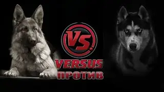 Кто сильней! Немецкая овчарка против хаски. 75/25