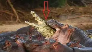 7 Pertarungan Hewan Buas, Jangan Di Deketin Kalo Kalian Lihat