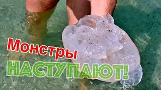 Гигантские медузы не обжигают 