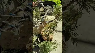 немного под формировали можжевельник Андорра компактна 