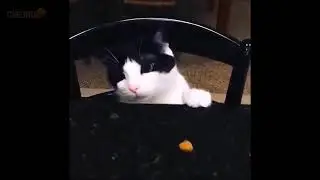 Если ты засмеешься то ты псих