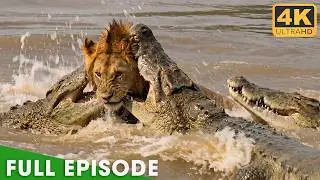 Lion vs Crocodiles: The Deadliest Battle for Survival | Nature Animal Documentary