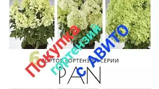 Гортензии серии ПАН с Авито.Распаковка