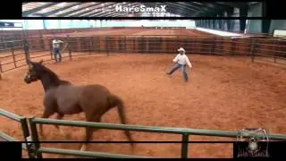 IL TUO CAVALLO E AGGRESSIVO E FA CAPRICCI ECCO LA SOLUZIONE