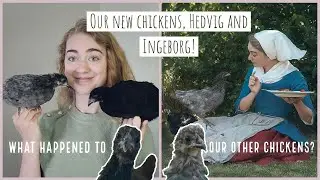 A Chicken Video! | Welcoming My New Chickens Hedvig and Ingeborg.