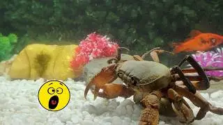 life SURVIVAL, crabs, fish, terrible battles 24/7