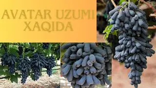 Avatar uzumi xaqida - About Avatar grapes 