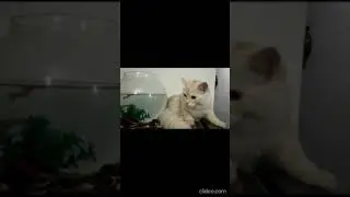 Cat playing and drinking water 💧 (very cute cat 🐈)