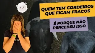 Quem tem cordeiros que ficam fracos... é porque não percebeu isso| CARLA D'ANCORA DIAS