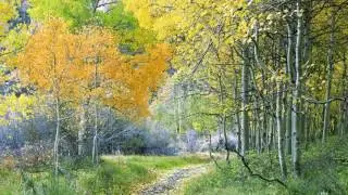 Пианист Л.А.Чижик: Andante contabile П.И.Чайковского (отрывки)