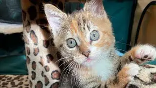 Kitten Energy is Adorably Awkward!