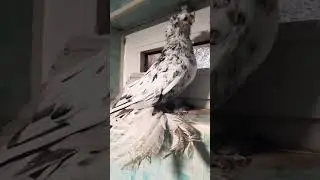 лучшие голуби Самарканд 