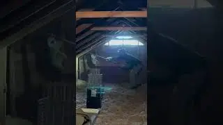 Raccoon Removal in Attic with Pole Snare
