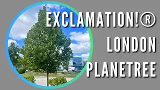 EXCLAMATION!® London Planetree