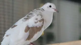 Emilio preening and then suddenly calling his girlfriend (cooing gently) pied ringneck dove