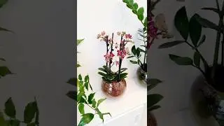 Привезли с орхидиума красотку! Кто знает как зовут? #sphagnum_eco #сфагнумфускум #plants #orchid