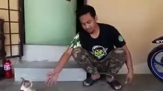 How To Tranquilize Your Kittens