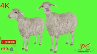 Sheep Green Screen Video,  Green Screen Video! 