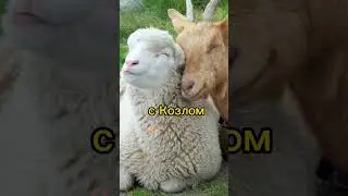 Мораль проста ...