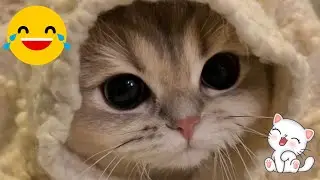 Los Mejores Videos de Gatos Tiernos y Graciosos