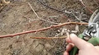 продолжаем работу в саду