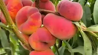 Інжирний персик Плане Джим (Плайне Гем). Peach Plane Gem. Крупноплідна серія інжирних персиків