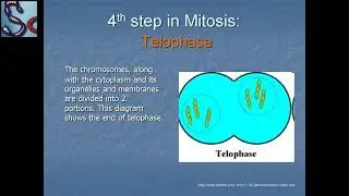 MITOSIS & MEIOSIS CELL DIVISION