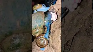 Strange green snails destroy the egg laying of golden apple snails 😂😂| Tropical Forest Bees