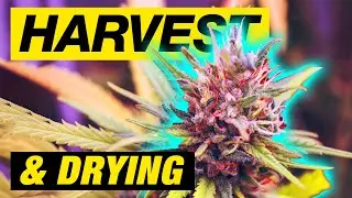 Harvest Cannabis - TPS Nutrients