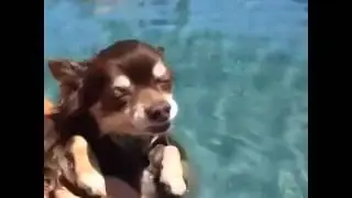 Yüzdüğünü Sanan Köpek   Vine