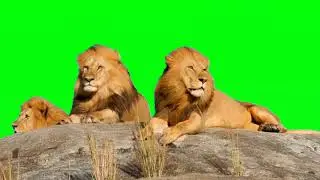 Lion Feline Green Screen video No Copyright.