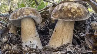Porcini Mushrooms | When Not to Pick Them...