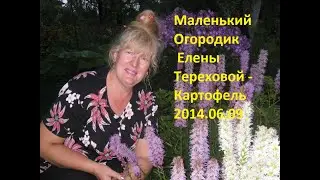 Маленький Огородик Елены Тереховой - Картофель 2014.06.09
