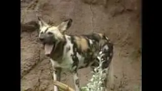 no lo veas video maldito