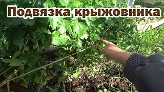 Способ подвязки крыжовника