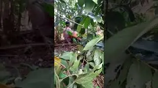 Parah  2 Remaja terciduk oleh warga lagi wikwik di semak semak