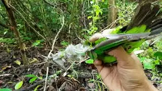 trik jitu menangkap burung