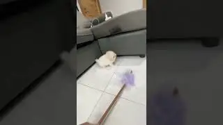infant dog has no idea where to go #shortsfeed #cat #catsrule